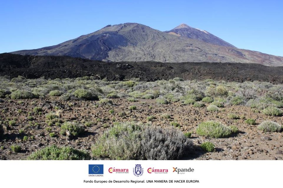 Retamas del Teide Retamas del Teide
