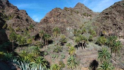 Los Ancones Palmeral del Barranco de Los Ancones