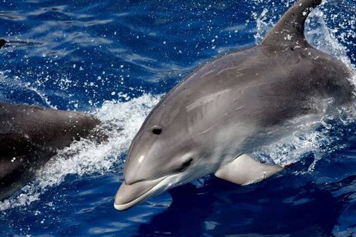 Delfin Mular Circuito familiar en Tenerife, salida para observar los cetáceos en la costa de Los Gigantes.